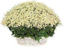 Цветочная композиция из Ромашки в корзине #REPLACE_PRED# Кувшиново